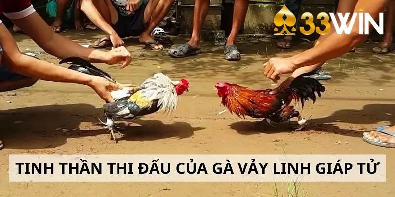 Vảy gà linh giáp tử nhận biết thần kê thiện chiến