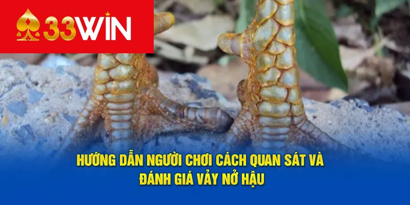 Hướng dẫn người chơi cách quan sát và đánh giá vảy nở hậu