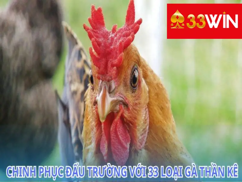 Sức hút không thể cưỡng lại của 33 loại gà thần kê