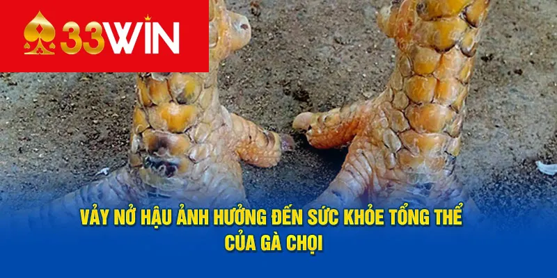 Vảy nở hậu ảnh hưởng đến sức khỏe tổng thể của gà chọi