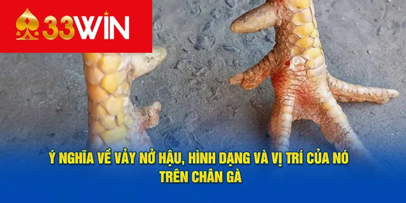 Ý nghĩa về vảy nở hậu, hình dạng và vị trí của nó trên chân gà